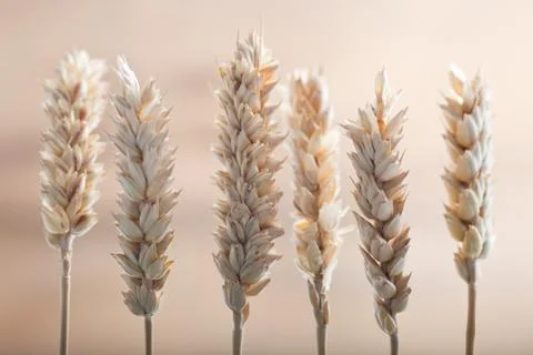Fresh ears of wheat Stock Photos