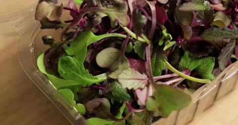 Fresh eatable microgreens of baby beetroot in plastic box. Stock Footage 152590280