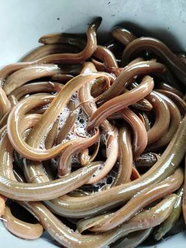 Fresh eel stored in a plastic container, ready to be cooked for a delicious and  Foto stock