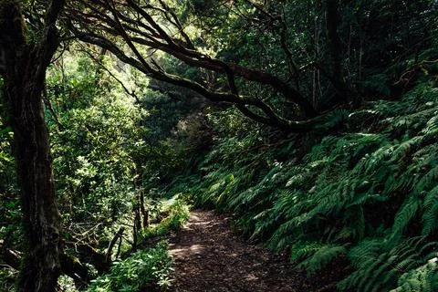 Fresh effect of the dense vegetation when hiking Stock Photos