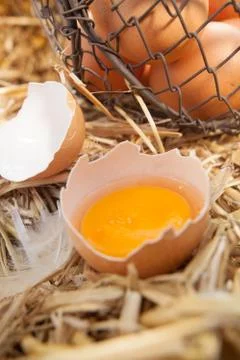 Fresh egg broken open to reveal the yolk Stock Photos