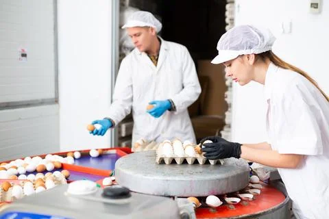 Fresh egg grading and sorting machine, grade egg by weight and size Stock Photos