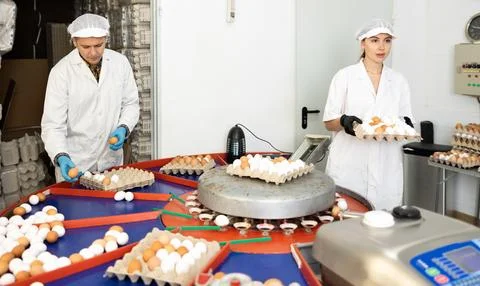 Fresh egg grading and sorting machine, grade egg by weight and size Stock Photos