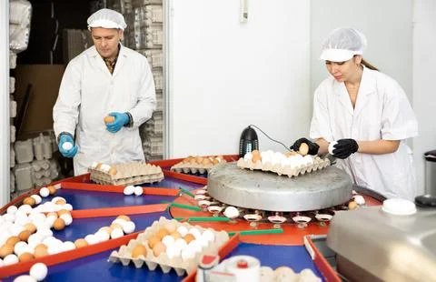 Fresh egg grading and sorting machine, grade egg by weight and size Stock Photos