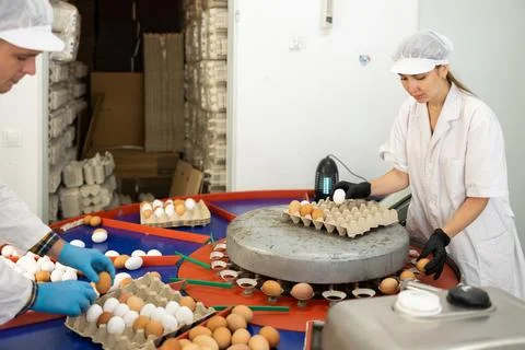 Fresh egg grading and sorting machine, grade egg by weight and size Stock Photos