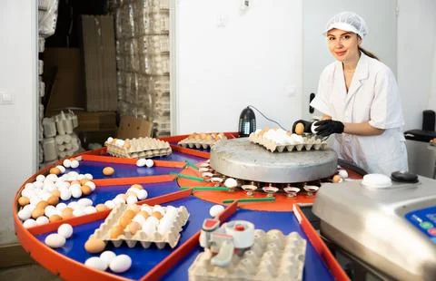 Fresh egg grading and sorting machine, grade egg by weight and size Stock Photos