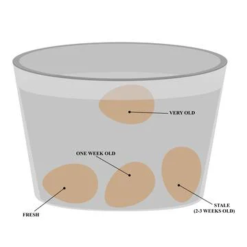Fresh egg test Stock Illustration