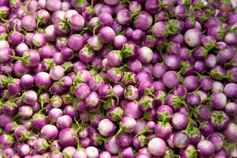 Fresh eggplant Stock Photos