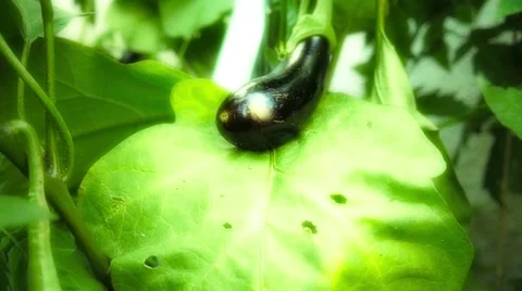 Fresh eggplants Stock Footage 45777943