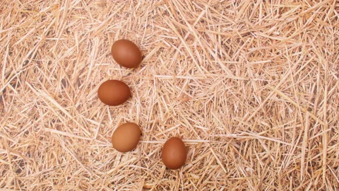Fresh eggs appear in circle on straw theme. Stop motion 動画素材 149327062