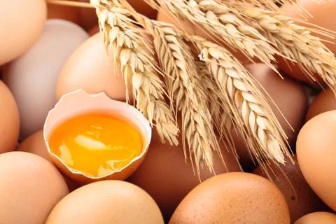 Fresh eggs background. Stock Photos