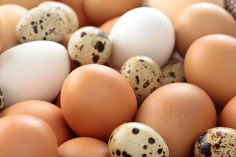 Fresh eggs background. Stock Photos