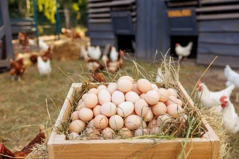 Fresh Eggs in a Farmyard Stock Photos