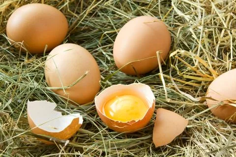 Fresh eggs in grass Stock Photos