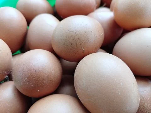 Fresh eggs from layer hens highlight the importance of poultry farming as a reli Foto stock