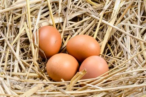 Fresh eggs in the nest Stock Photos