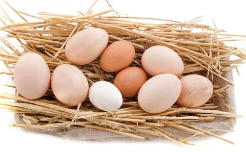 Fresh eggs Stock Photos