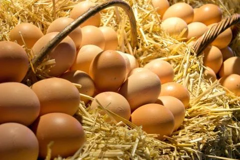 Fresh eggs Stock Photos