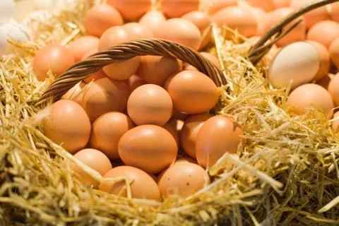 Fresh eggs Stock Photos