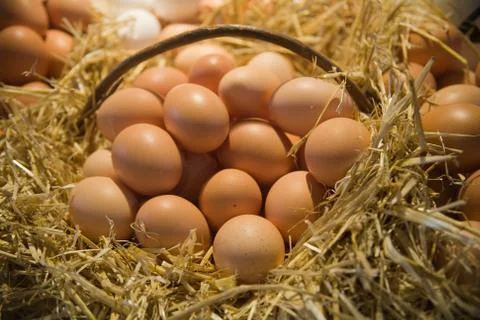 Fresh eggs Stock Photos