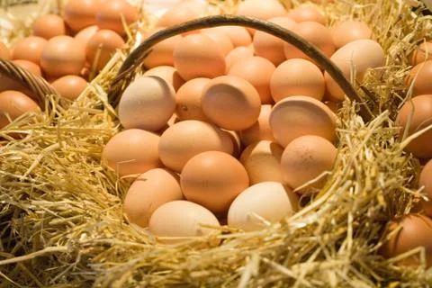 Fresh eggs Stock Photos
