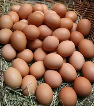 Fresh eggs Stock-Fotos