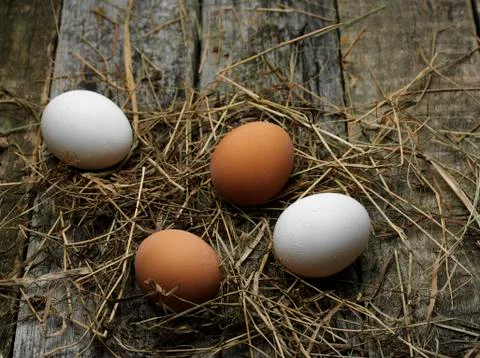 Fresh eggs Stock Photos