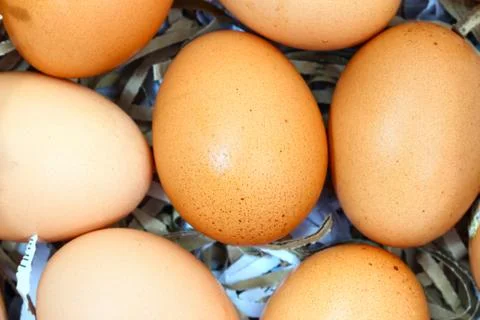 Fresh eggs Stock Photos