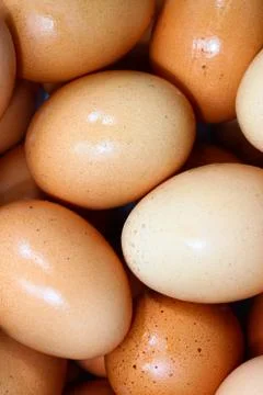 Fresh eggs Stock Photos