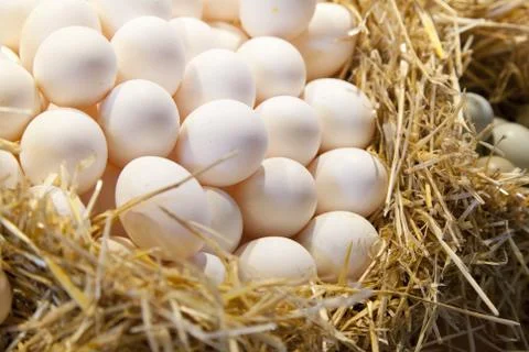 Fresh eggs Stock-Fotos
