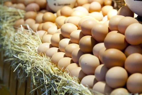 Fresh eggs Фото