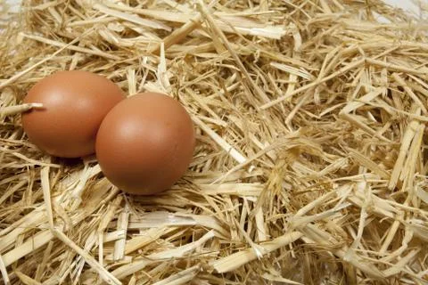 Fresh eggs Stock-Fotos