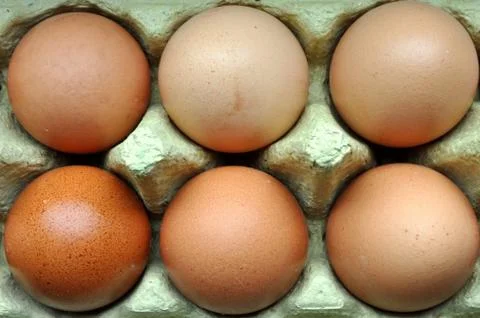 Fresh eggs Stock Photos