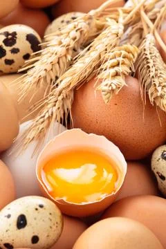 Fresh eggs. Stock Photos