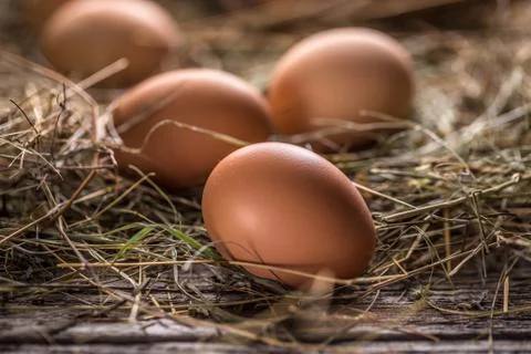 Fresh eggs Stock Photos