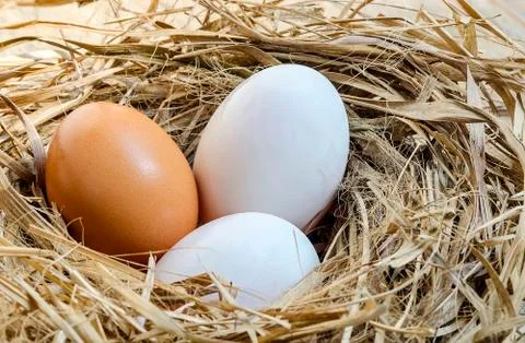 Fresh eggs Stock Photos