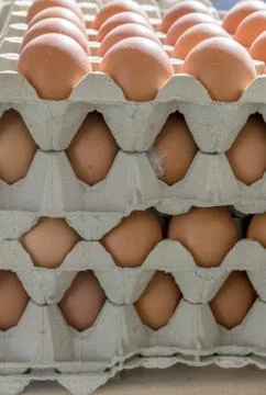 Fresh  eggs Stock Photos