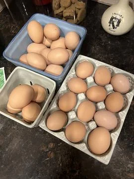 Fresh eggs Stock-Fotos