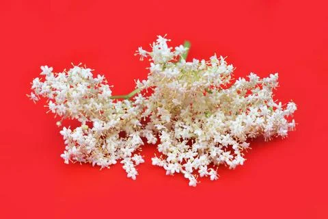 Fresh elder flower isolated on red background Stock Photos