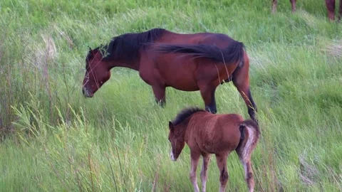 Fresh emerald grass grows on a gentle slope. A horse and foal graze peacefully Stock Footage 326343225