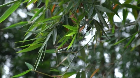 Fresh Empty Shot of Green Bamboo and Leaves Stock Footage 339307104