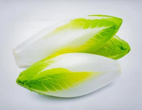Fresh Endive Isolated on White Background, Cichorium endivia Crisp Leafy Ve.. Stock Photos
