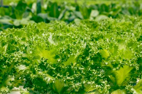 Fresh ettuce Stock Photos