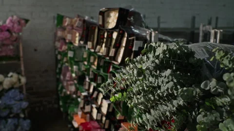 Fresh Eucalyptus Bunches Stored on Racks in Wholesale Flower Warehouse Stock Footage 343622402