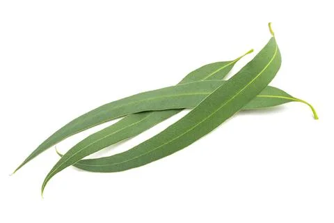 Fresh eucalyptus leaves Stock Photos