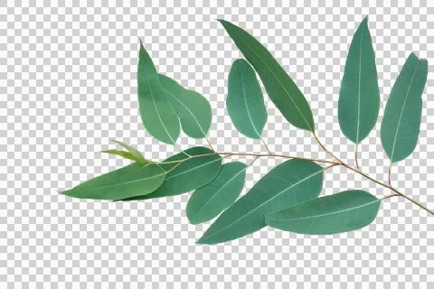 Fresh eucalyptus leaves on tree twig a green foliage commonly known as gums.. Stock Photos