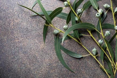 Fresh eucalyptus twigs on a table with copy space Foto stock