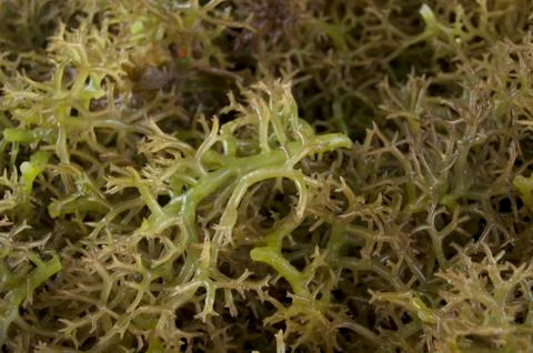 Fresh eucheuma spinosum seaweeds Stock Photos