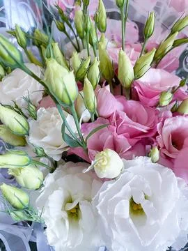 Fresh eustoma flowers, delicate petals Stock Photos