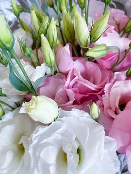 Fresh eustoma flowers, delicate petals Stock Photos